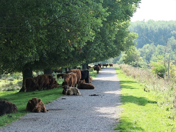 Runderwandeling met Broekpoldergidsen 