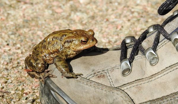 Help padden, kikkers en salamanders voortplantingsplek te bereiken