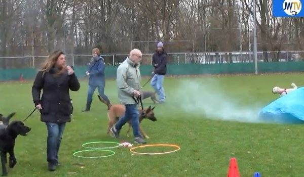 Tips om je hond door het geknal van de jaarwisseling heen te helpen