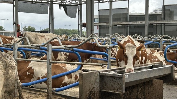 Koe-ptein weerlegt protesten