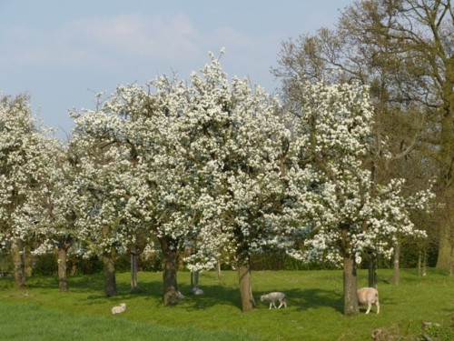 Al fietsend genieten van de bloesems