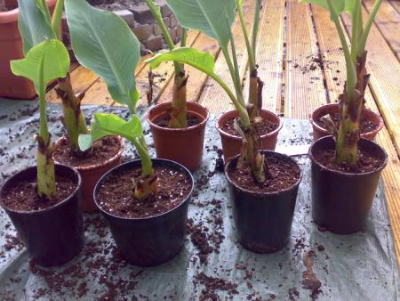 Planten en stekken ruilbeurs in de Heemtuin