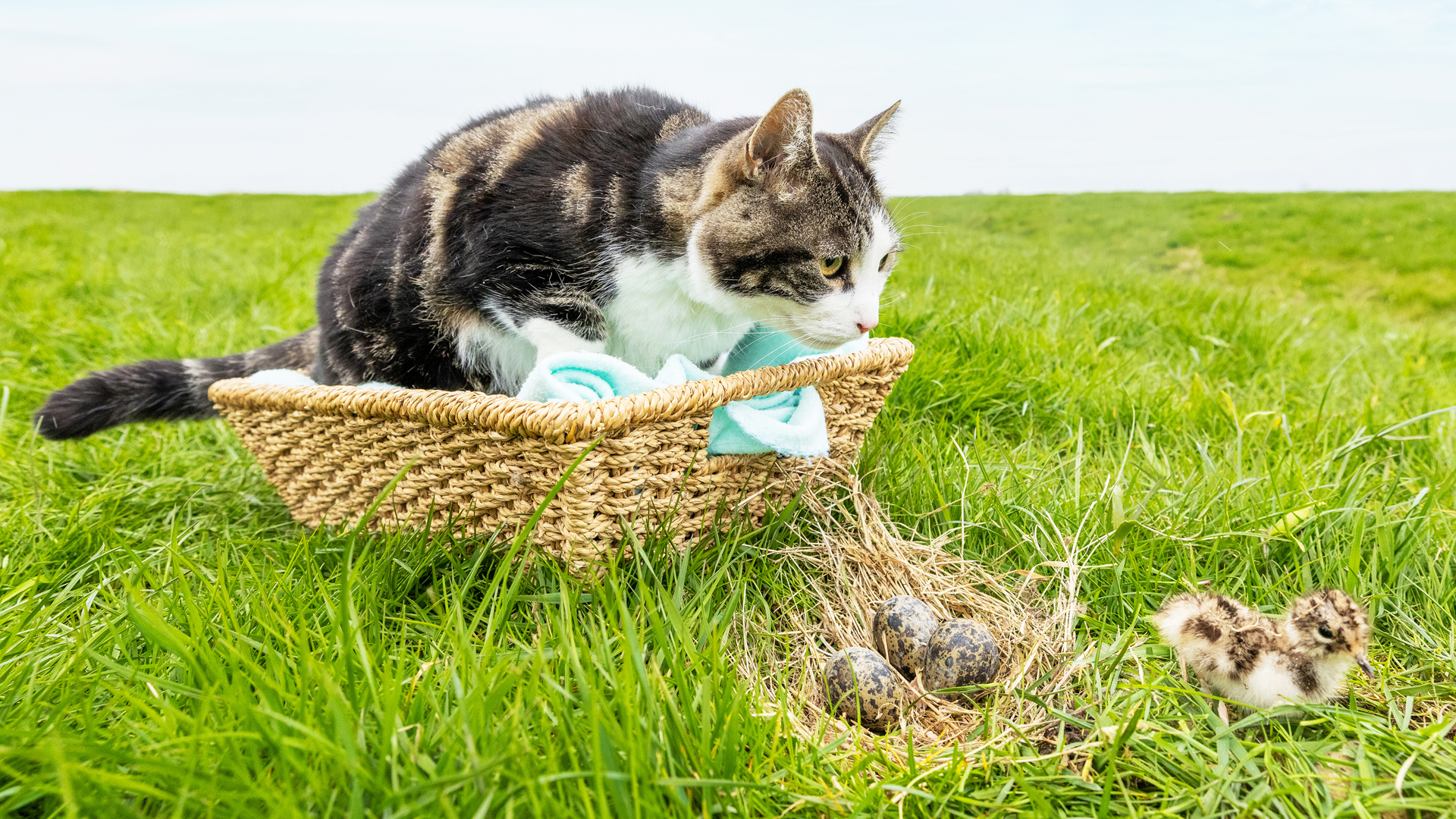 Persfoto_Poes_in_de_mand_Gurbe-Pykje