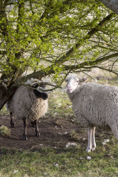 Voorjaarsmiddagwandeling met Broekpoldergidsen op zaterdag 23 maart