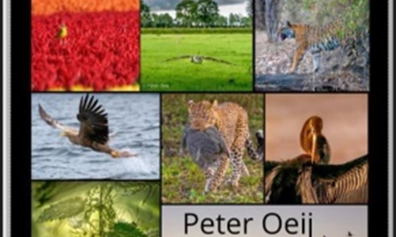 Wild en natuurkalender Peter Oeij vanaf nu te koop