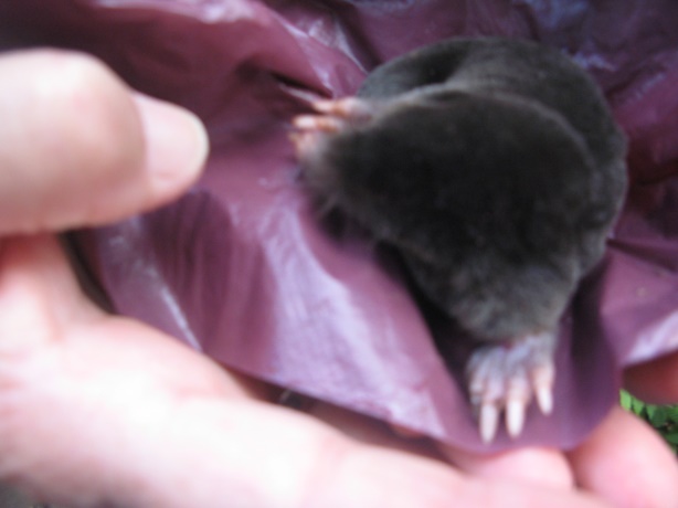 Het leven van mollen