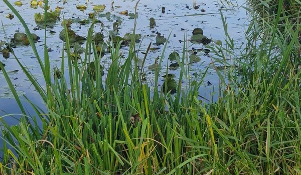 Lezing Ecologische beoordeling oppervlaktewateren