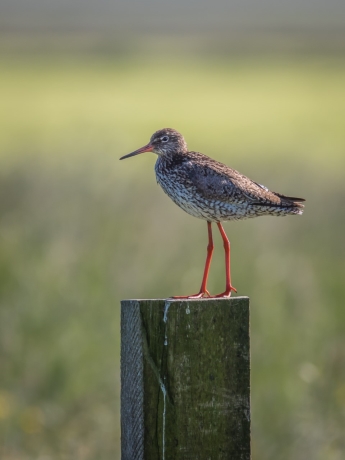 Start weidevogelbroedseizoen