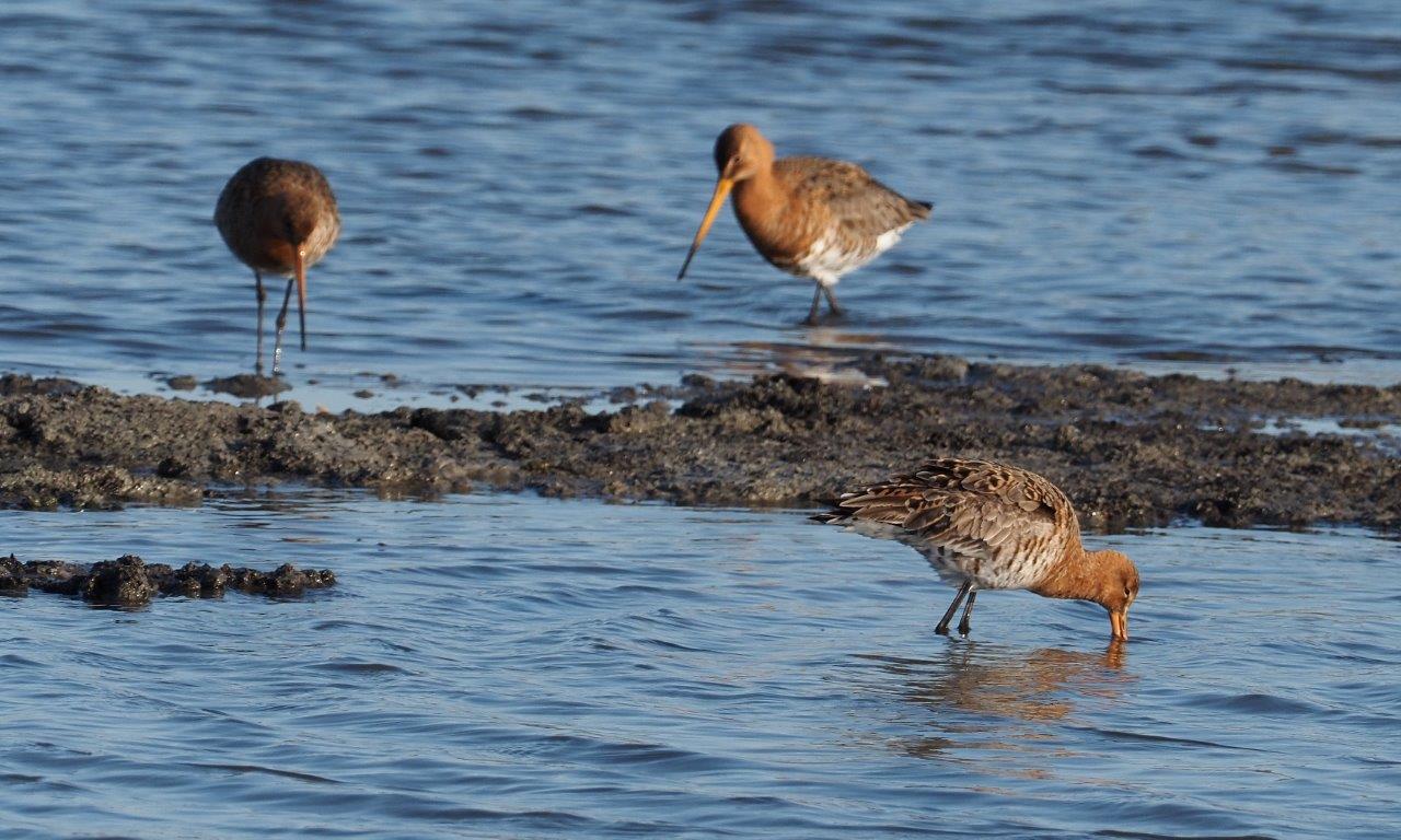 Vogelexcursie in Midden-Delfland