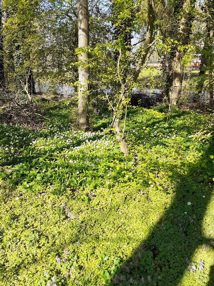 Schilderworkshop in de Heemtuin.