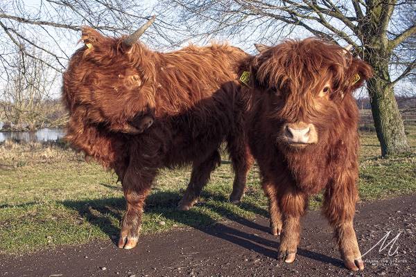 Herfstmiddagwandeling met Broekpoldergidsen
