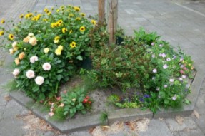 Boomspiegels? Boomspiegels!