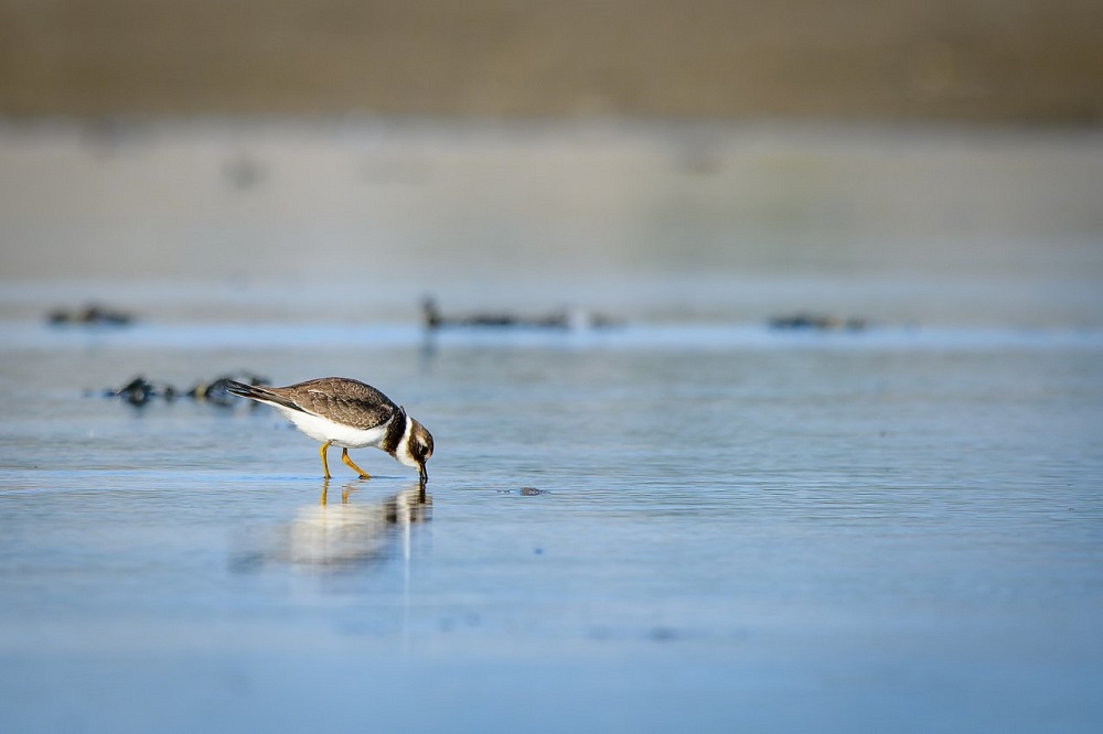 Geef vogels de ruimte op de Zandmotor