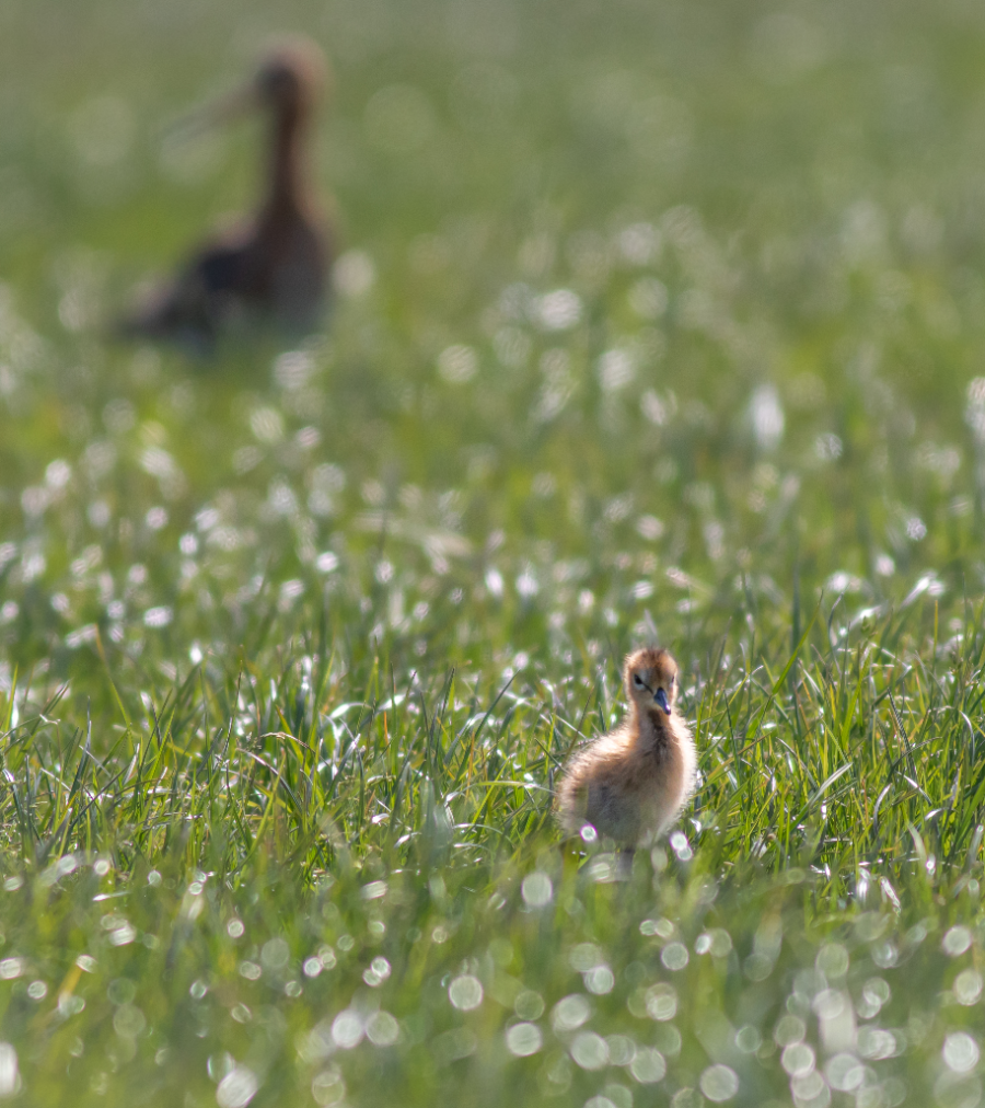 22 mei weidevogelexcursie