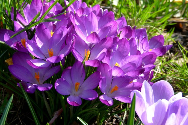 Expositie vol kleuren van bloemen, landschap en water
