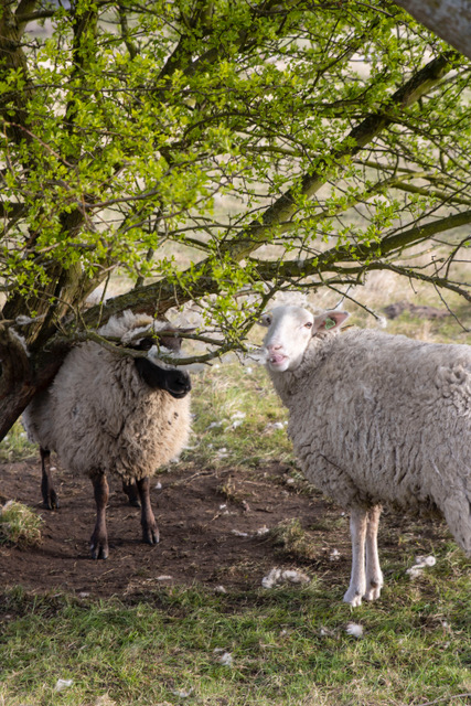 Genieten van een voorjaarswandeling met Broekpoldergidsen 