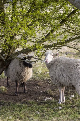 Voorjaarsmiddagwandeling met Broekpoldergidsen