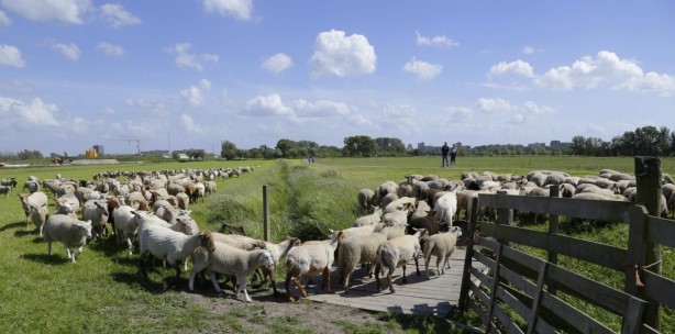 Meelopen met herder en verhalenverteller