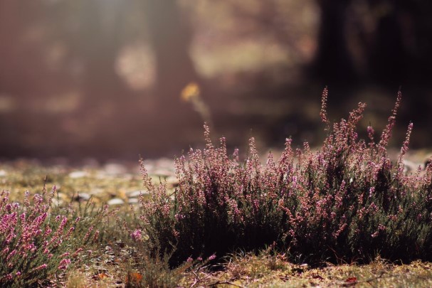 Wat te doen in Vlaardingen