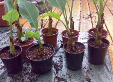 Planten en stekken ruilbeurs in de Heemtuin