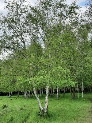 Zorgen over de bomenverordening 2021