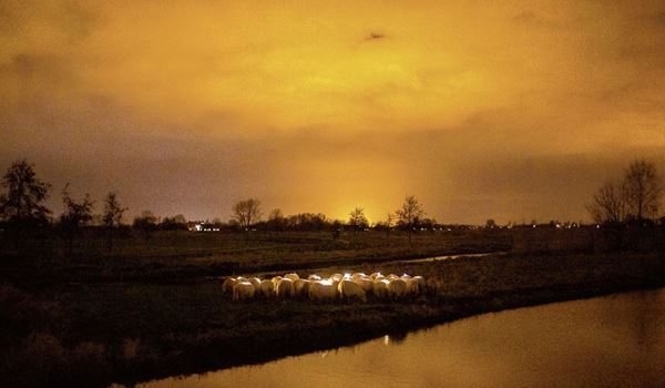 Lichtjeswandeling met schapen vanuit Schiedam Noord