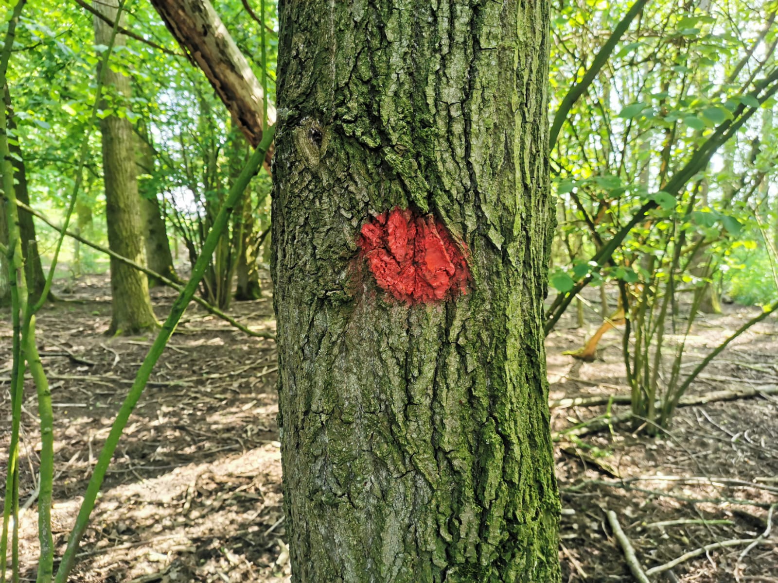 Staatsbosbeheer start boswerkzaamheden aan de Zuidbuurt e.o.