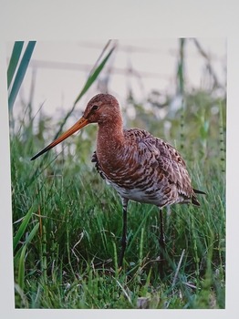 Expositie Vogels van Gert Spierenburg en Nelleke van der Luit