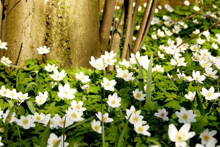 Wandeling door de Heemtuin Vlaardingen