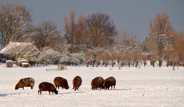 Discussie-avond over Midden-Delfland uitgesteld