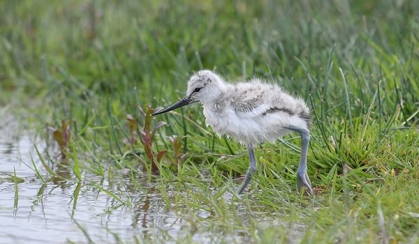Kluten kijken in het Kraaiennest