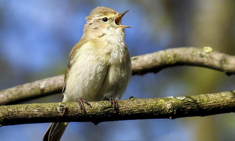 Digicafé Thema: Ontdek de natuur met handige apps