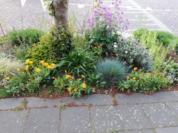 Doe mee met het Boomspiegelfeest 2022 in Vlaardingen