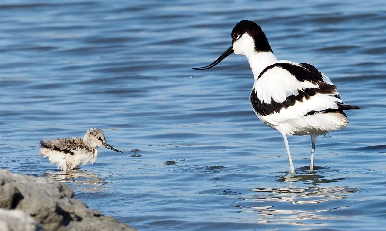 Weidevogelseizoen 2021