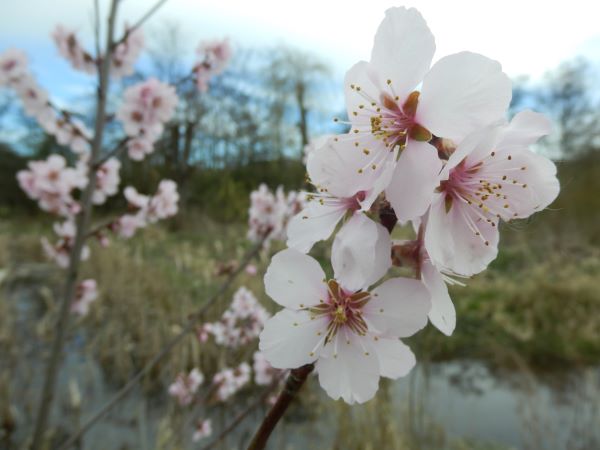 Rondleiding in het voedselbos in Vlaardingen 