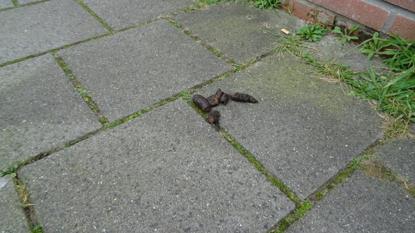 Poep aan je schoenen of in je hoofd?