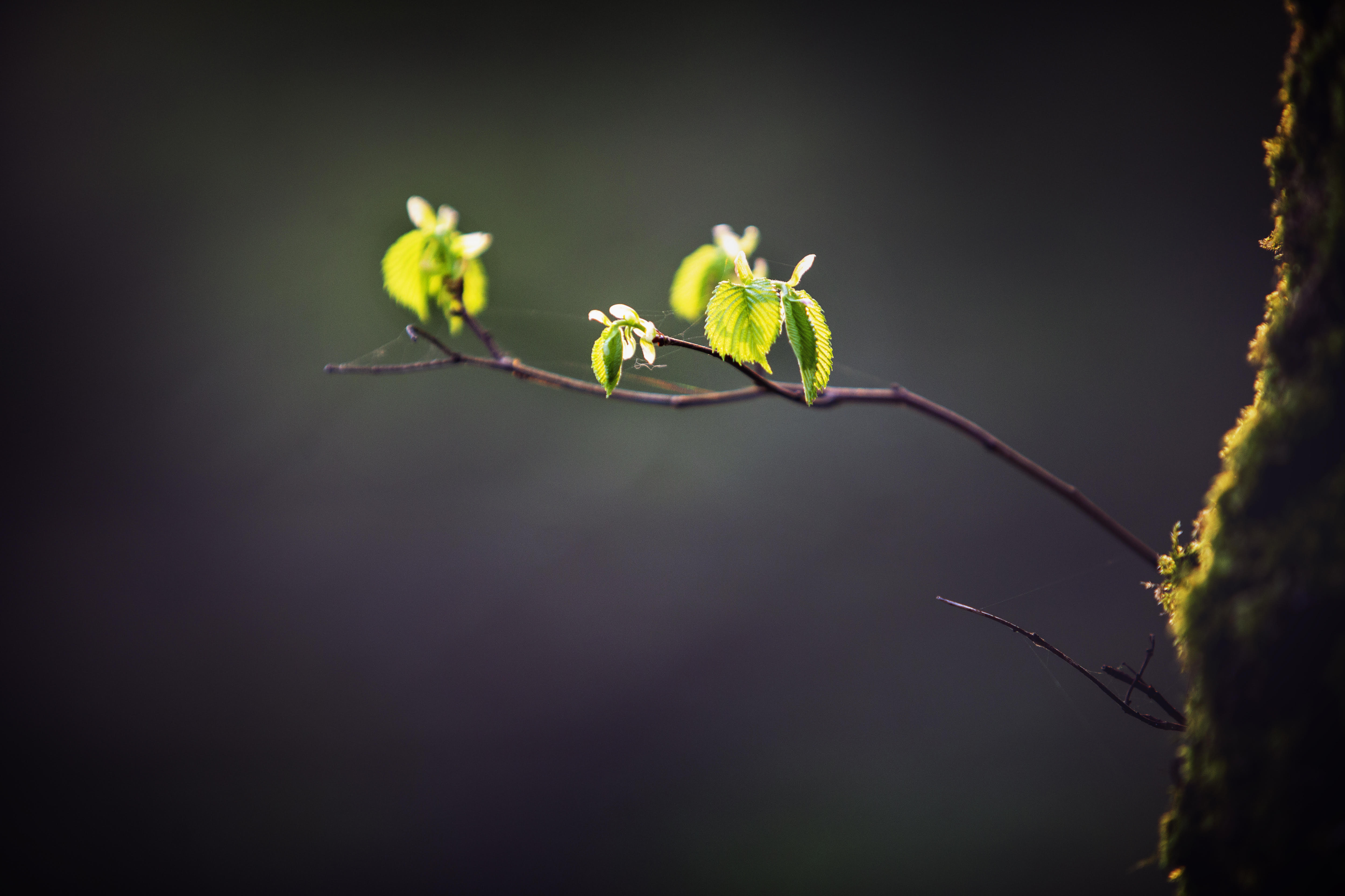 Lenteochtendwandeling op zondag 24 april