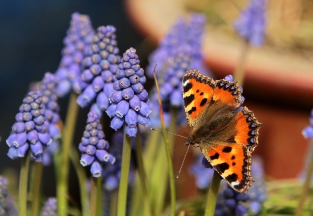 Help de natuur in de Zuidbuurt