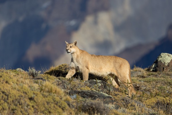 Natuur- en wildfotografie