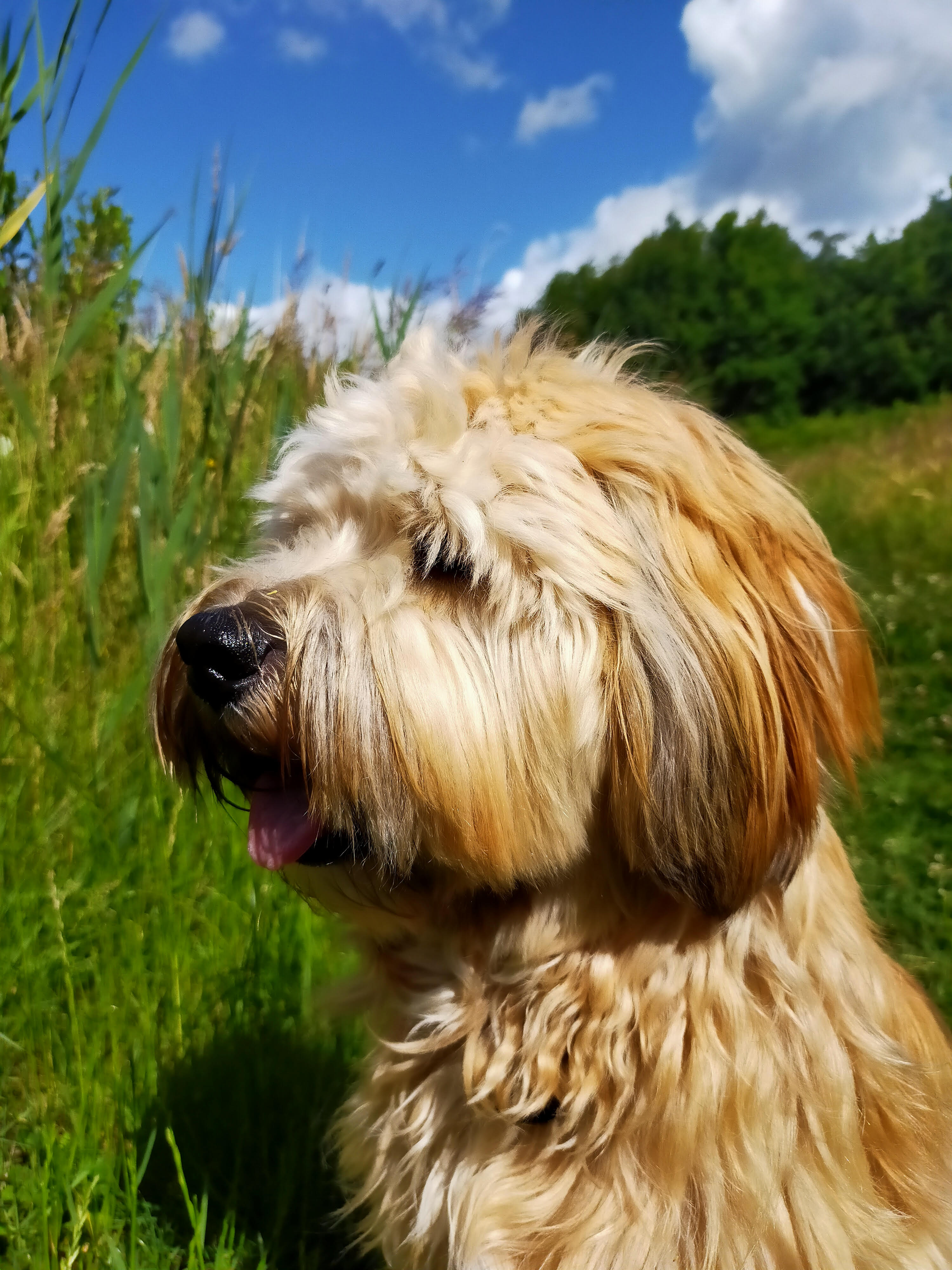 Kinderspeurtocht naar vermiste hond Dibbes 