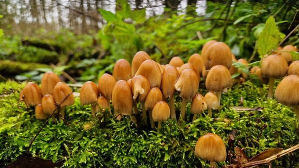 Herfstwandeling in Broekpolder: 'Dark side of the Moon?'