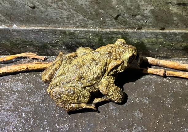 Paddentrek voorzichtig gestart