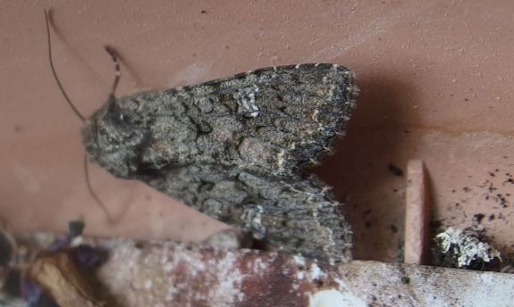 Nachtvlinderwandeling in de Heemtuin