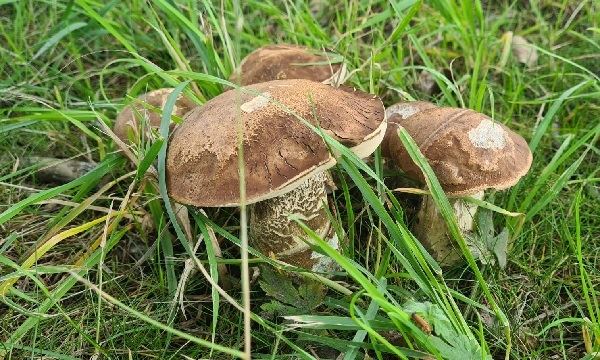 Natuurcafé over paddenstoelen in natuurcentrum De Boshoek
