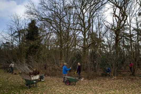 Vlaardingse boompjes krijgen tweede kans met Meer Bomen Nu
