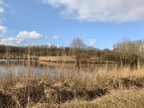 Vogels spotten in de Broekpolder