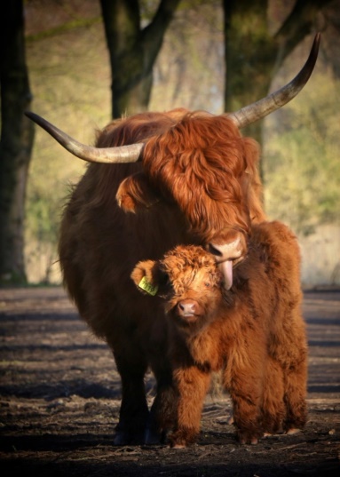 Runderwandeling met Broekpoldergidsen zondag 12 maart