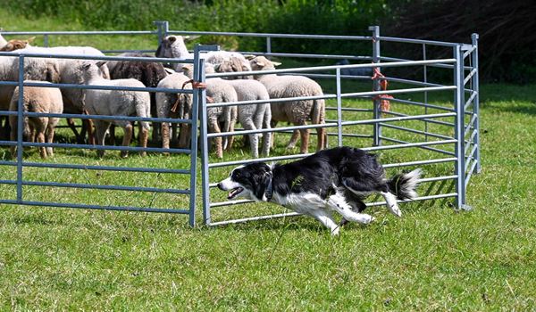 Kennismaken schapendrijven voor bordercollies en kelpies