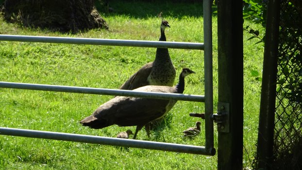 Grote Stilte Regeert