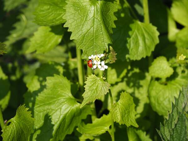 Knolraap en Lof, Schorseneren en Prei?